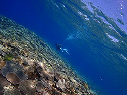 AWARE-サンゴ礁の保護