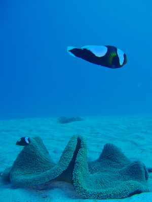 瀬底島・トウアカ